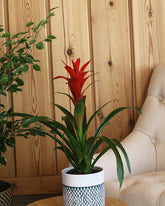 Cosminia plant with red flowers